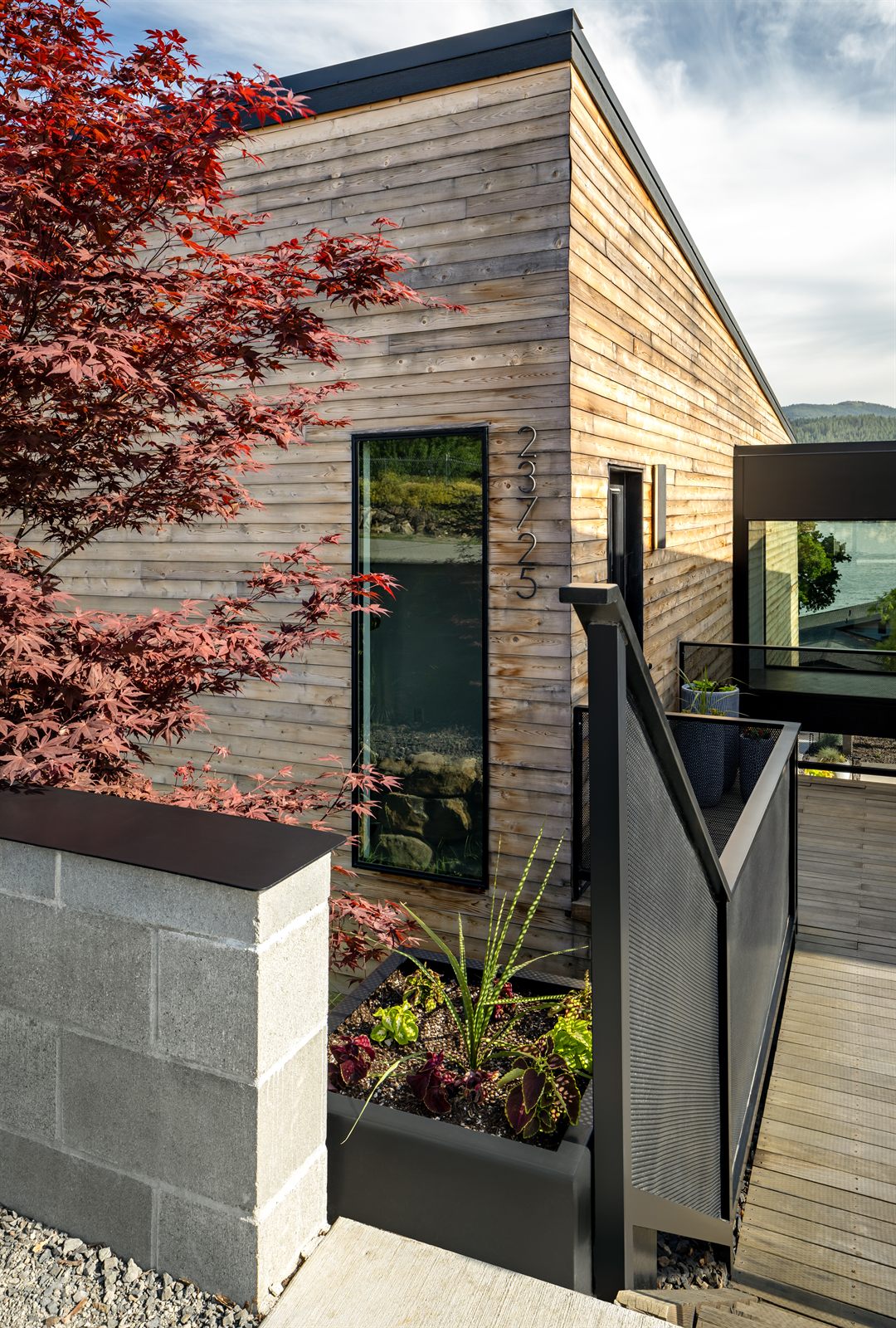 Japanese maple beside the cedar entry volume